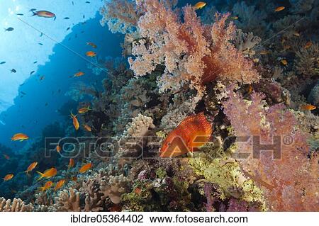 Stock Image - Vermillion seabass (Cephalopholis miniata) in reef, Rocky Island, Red Sea, Egypt, Africa. Fotosearch