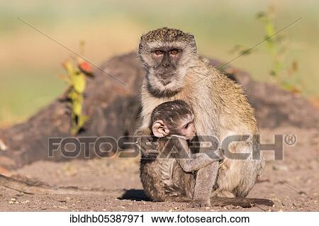 Stock Image - Vervet Monkey (Chlorocebus pygerythrus), Botswana, Africa. Fotosearch
