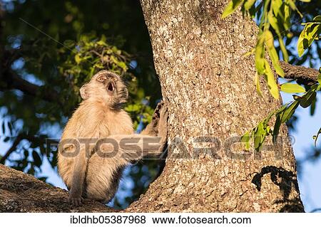 Stock Photo - Vervet Monkey (Chlorocebus pygerythrus), Botswana, Africa. Fotosearch