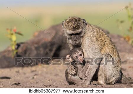 Stock Photo - Vervet Monkey (Chlorocebus pygerythrus), Botswana, Africa. Fotosearch