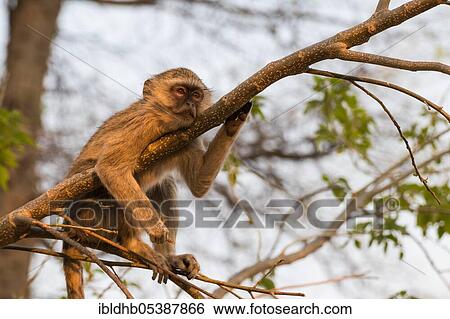 Vervet monkey, Moremi Game Reserve, Okavango Delta (Cercopithecus aethiops), Botswana, Africa View Large Photo Image Stock Photograph - Vervet monkey, Moremi Game Reserve, Okavango Delta (Cercopithecus aethiops), Botswana, Africa. Fotosearch