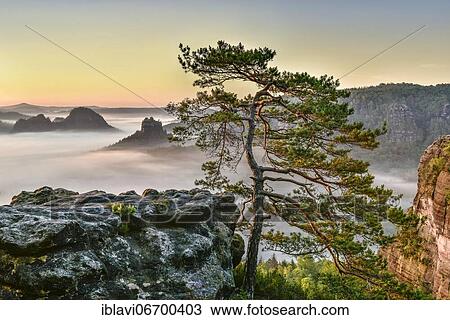 View from Kleiner Winterberg at sunrise, morning fog, rock pine, Elbe Sandstone Mountains, National Park Saxon Switzerland, Saxony, Germany, Europe View Large Photo Image Stock Image - View from Kleiner Winterberg at sunrise, morning fog, rock pine, Elbe Sandstone Mountains, National Park Saxon Switzerland, Saxony, Germany, Europe. Fotosearch