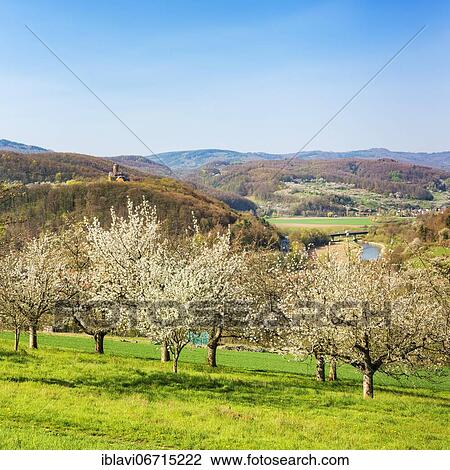 Stock Image - View into the Werratal in spring, meadow orchard with blossoming cherry trees, in the back Ludwigstein Castle, near Witzenhausen, Hesse, Germany, Europe. Fotosearch