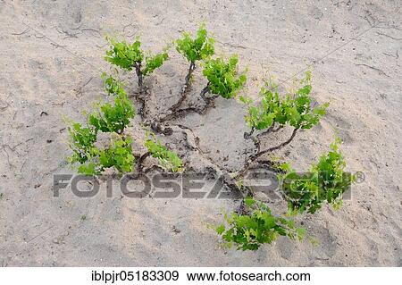 Stock Photo - Vine, Viticulture, Cappadocia, Turkey, Asia. Fotosearch
