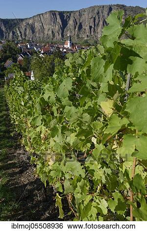 Vineyard with view to Ebernburg and Rotenfels, Ebernburg, Bad Kreuznach, Rhineland-Palatinate, Germany, Europe View Large Photo Image Stock Photograph - Vineyard with view to Ebernburg and Rotenfels, Ebernburg, Bad Kreuznach, Rhineland-Palatinate, Germany, Europe. Fotosearch