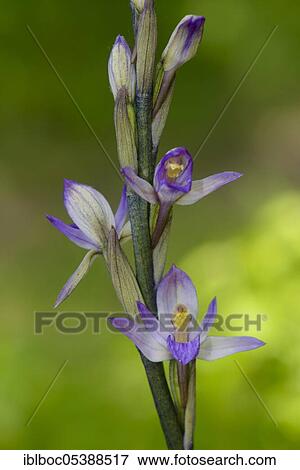 Stock Photo - Violet Limodore (Limodorum abortivum), Burgenland, Austria, Europe. Fotosearch