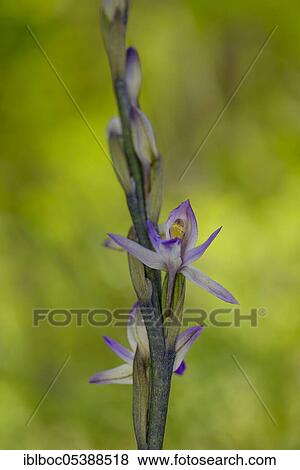 Violet Limodore (Limodorum abortivum), Burgenland, Austria, Europe View Large Photo Image Stock Photo - Violet Limodore (Limodorum abortivum), Burgenland, Austria, Europe. Fotosearch