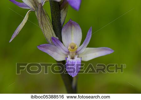 Violet Limodore (Limodorum abortivum), Burgenland, Austria, Europe View Large Photo Image Stock Photograph - Violet Limodore (Limodorum abortivum), Burgenland, Austria, Europe. Fotosearch