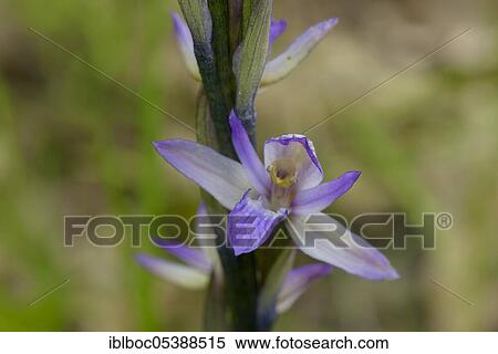 Violet Limodore (Limodorum abortivum), Burgenland, Austria, Europe View Large Photo Image Stock Photography - Violet Limodore (Limodorum abortivum), Burgenland, Austria, Europe. Fotosearch