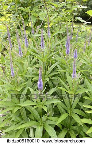Stock Image - Virgin Speedwell (Veronica virginica) (Veronicastrum virginicum). Fotosearch