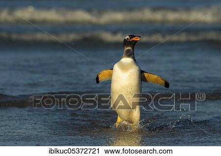 Stock Image - Volunteers Point, Gentoo penguin (Pygoscelis papua), Gentoo Penguin, Falkland Islands, Great Britain, South America. Fotosearch