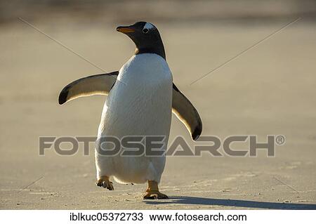 Volunteers Point, Gentoo penguin (Pygoscelis papua), Gentoo Penguin, Falkland Islands, Great Britain, South America View Large Photo Image Stock Image - Volunteers Point, Gentoo penguin (Pygoscelis papua), Gentoo Penguin, Falkland Islands, Great Britain, South America. Fotosearch