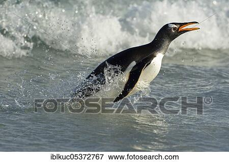 Volunteers Point, Gentoo penguin (Pygoscelis papua), Gentoo Penguin, Falkland Islands, Great Britain, South America View Large Photo Image Stock Photo - Volunteers Point, Gentoo penguin (Pygoscelis papua), Gentoo Penguin, Falkland Islands, Great Britain, South America. Fotosearch