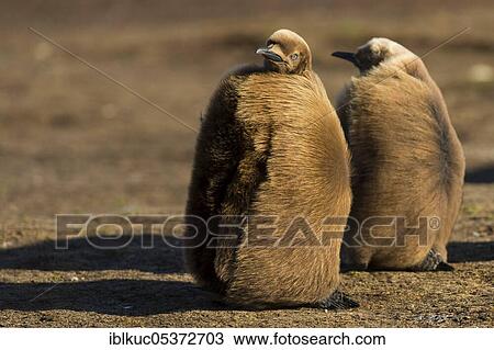 Volunteers Point, King penguin (Aptenodytes patagonicus), young bird, Falkland Islands, Great Britain, South America View Large Photo Image Stock Image - Volunteers Point, King penguin (Aptenodytes patagonicus), young bird, Falkland Islands, Great Britain, South America. Fotosearch