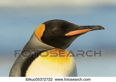 Volunteers Point, King penguin (Aptenodytes patagonicus), Falkland Islands, Great Britain, South America View Large Photo Image Stock Image - Volunteers Point, King penguin (Aptenodytes patagonicus), Falkland Islands, Great Britain, South America. Fotosearch