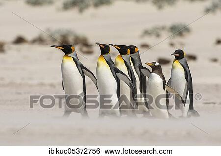 Volunteers Point, King penguin (Aptenodytes patagonicus), Falkland Islands, Great Britain, South America View Large Photo Image Stock Photograph - Volunteers Point, King penguin (Aptenodytes patagonicus), Falkland Islands, Great Britain, South America. Fotosearch