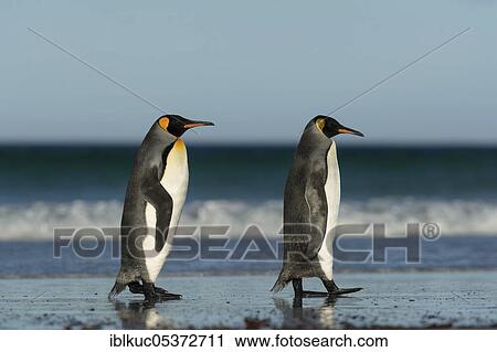 Volunteers Point, King penguins (Aptenodytes patagonicus), on the sandy beach, Falkland Islands, United Kingdom, South America View Large Photo Image Stock Image - Volunteers Point, King penguins (Aptenodytes patagonicus), on the sandy beach, Falkland Islands, United Kingdom, South America. Fotosearch