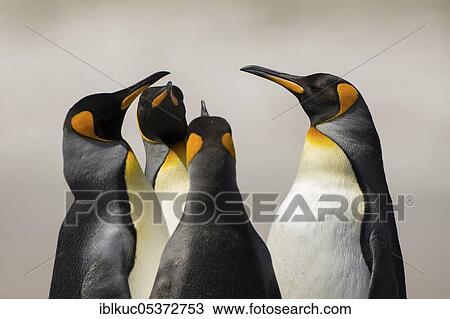 Volunteers Point, King penguins (Aptenodytes patagonicus), Group, Falkland Islands, United Kingdom, South America View Large Photo Image Stock Image - Volunteers Point, King penguins (Aptenodytes patagonicus), Group, Falkland Islands, United Kingdom, South America. Fotosearch