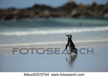 Volunteers Point, Magellanic penguin (Spheniscus magellanicus), Falkland Islands, Great Britain, South America View Large Photo Image Picture - Volunteers Point, Magellanic penguin (Spheniscus magellanicus), Falkland Islands, Great Britain, South America. Fotosearch