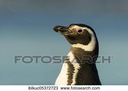 Volunteers Point, Magellanic penguin (Spheniscus magellanicus), Falkland Islands, Great Britain, South America View Large Photo Image Stock Image - Volunteers Point, Magellanic penguin (Spheniscus magellanicus), Falkland Islands, Great Britain, South America. Fotosearch