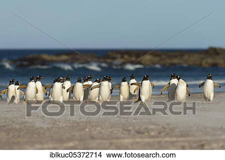 Volunteers Point, red-billed penguin (Pygoscelis papua), gentoo penguins, Falkland Islands, Great Britain, South America View Large Photo Image Picture - Volunteers Point, red-billed penguin (Pygoscelis papua), gentoo penguins, Falkland Islands, Great Britain, South America. Fotosearch