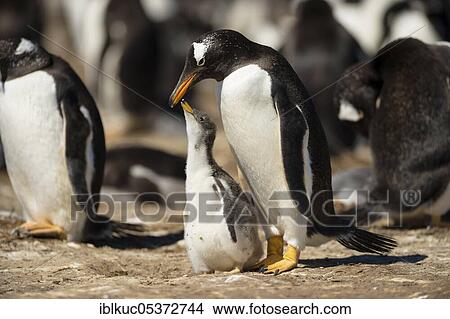 Volunteers Point, red-billed penguin (Pygoscelis papua), gentoo penguins, colony, Falkland Islands, Great Britain, South America View Large Photo Image Picture - Volunteers Point, red-billed penguin (Pygoscelis papua), gentoo penguins, colony, Falkland Islands, Great Britain, South America. Fotosearch