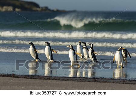 Volunteers Point, red-billed penguin (Pygoscelis papua), gentoo penguins, Falkland Islands, Great Britain, South America View Large Photo Image Stock Photo - Volunteers Point, red-billed penguin (Pygoscelis papua), gentoo penguins, Falkland Islands, Great Britain, South America. Fotosearch