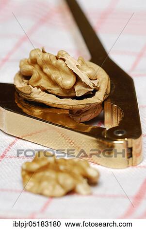 Walnut (Juglans regia) in nutcracker View Large Photo Image Stock Image - Walnut (Juglans regia) in nutcracker. Fotosearch