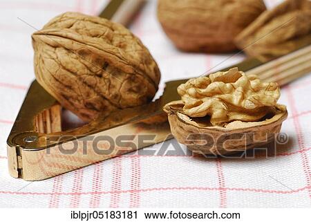 Walnut (Juglans regia) in nutcracker View Large Photo Image Stock Image - Walnut (Juglans regia) in nutcracker. Fotosearch