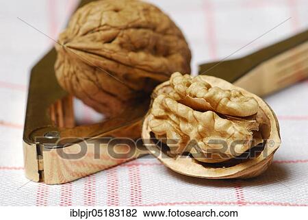 Walnut (Juglans regia) in nutcracker View Large Photo Image Stock Image - Walnut (Juglans regia) in nutcracker. Fotosearch