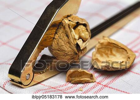 Walnut (Juglans regia) in nutcracker, open View Large Photo Image Stock Photo - Walnut (Juglans regia) in nutcracker, open. Fotosearch