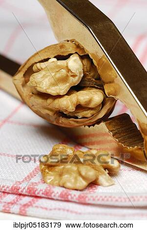 Walnut (Juglans regia) in nutcracker, open View Large Photo Image Stock Photo - Walnut (Juglans regia) in nutcracker, open. Fotosearch