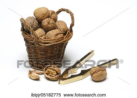 Walnuts (Juglans regia) in basket, nutcracker View Large Photo Image Stock Photography - Walnuts (Juglans regia) in basket, nutcracker. Fotosearch