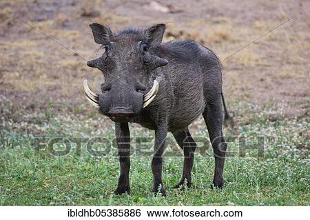 Warthog (Phacochoerus africanus), Namibia, Africa View Large Photo Image Stock Photograph - Warthog (Phacochoerus africanus), Namibia, Africa. Fotosearch