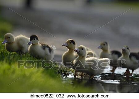 Warty ducks (Cairina moschata forma domestica), ducklings on puddle View Large Photo Image Stock Image - Warty ducks (Cairina moschata forma domestica), ducklings on puddle. Fotosearch