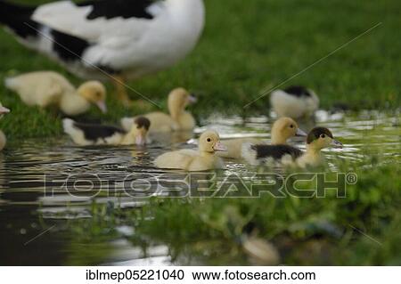 Stock Image - Warty ducks (Cairina moschata forma domestica), chicks in rain puddle. Fotosearch