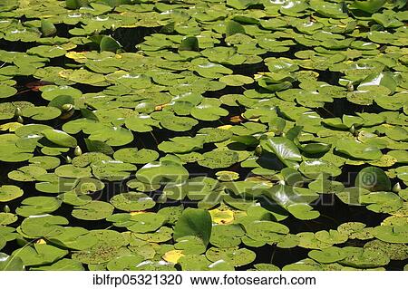 Stock Image - Water lily leaves ( Nymphea spec. ), Seleger Moor, Rifferswil, Switzerland, Europe. Fotosearch