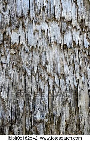 Stock Image - Weathered wood shingles, shingle, shingles, old cowshed, Toggenburg, Switzerland, Europe. Fotosearch