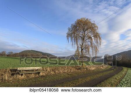 Weeping birch (Betula pendula), Kellerwald-Edersee National Park, Hesssen, Germany, Europe View Large Photo Image Stock Photo - Weeping birch (Betula pendula), Kellerwald-Edersee National Park, Hesssen, Germany, Europe. Fotosearch
