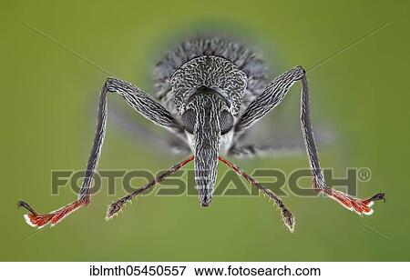 Weevils (Oxystoma ochropus) in frontal view View Large Photo Image Stock Photo - Weevils (Oxystoma ochropus) in frontal view. Fotosearch