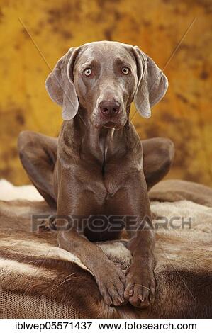 Weimaraner, lying View Large Photo Image Stock Photo - Weimaraner, lying. Fotosearch