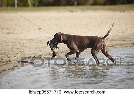 Stock Image - Weimaraner, male dog, retrieved duck. Fotosearch