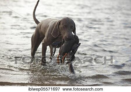 Stock Photo - Weimaraner, male dog, retrieved duck. Fotosearch