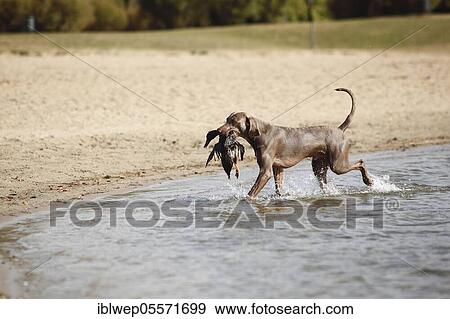 Weimaraner, male dog, retrieved duck View Large Photo Image Stock Photo - Weimaraner, male dog, retrieved duck. Fotosearch