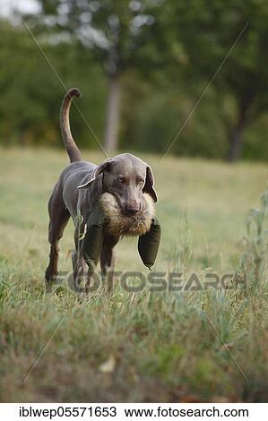 Stock Image - Weimaraner, male, retrieves dummy. Fotosearch