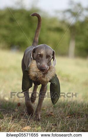 Stock Photography - Weimaraner, male, retrieves dummy. Fotosearch