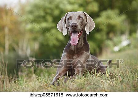Weimaraner, male View Large Photo Image Stock Photo - Weimaraner, male. Fotosearch