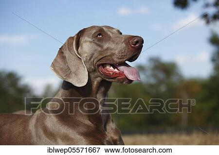 Stock Photo - Weimaraner, male. Fotosearch