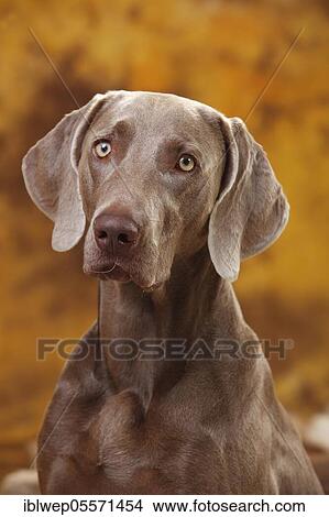 Weimaraner, portrait View Large Photo Image Picture - Weimaraner, portrait. Fotosearch