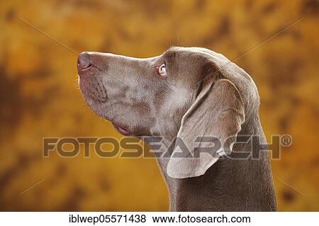 Weimaraner, portrait, View to the top View Large Photo Image Stock Photo - Weimaraner, portrait, View to the top. Fotosearch
